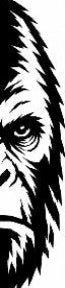 Black and white illustration of a Sasquatch face on a white background